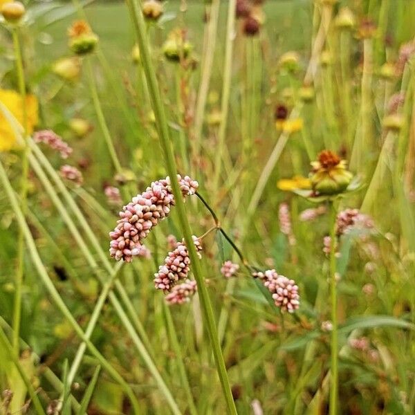 Persicaria lapathifolia Flower