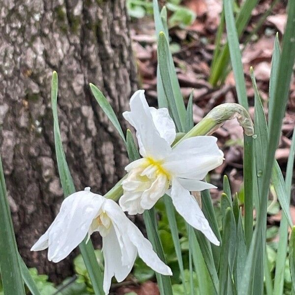 Narcissus poeticus Blomst