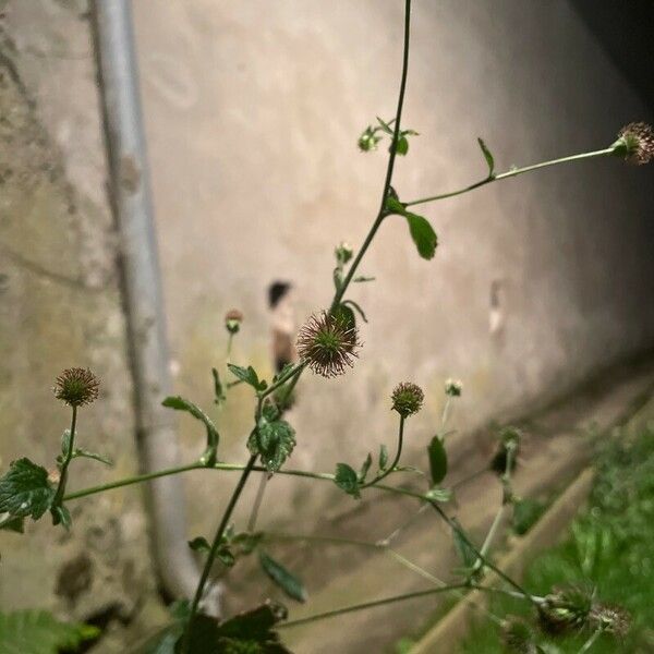 Geum laciniatum Kvet