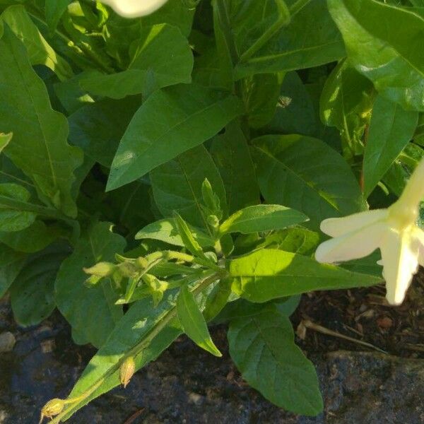 Nicotiana alata Leaf