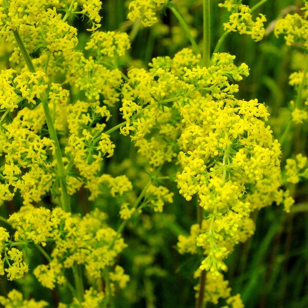 Galium verum 花