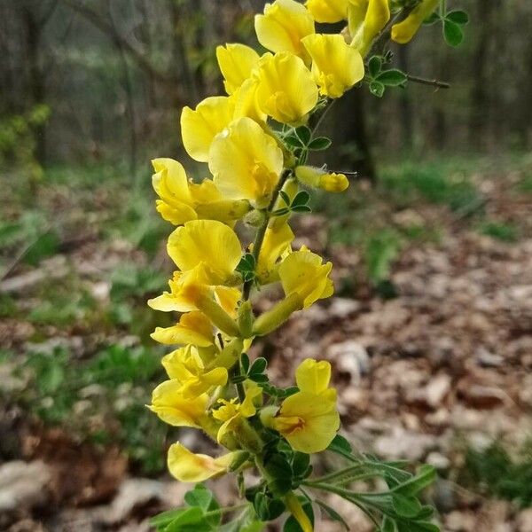 Chamaecytisus hirsutus Blodyn