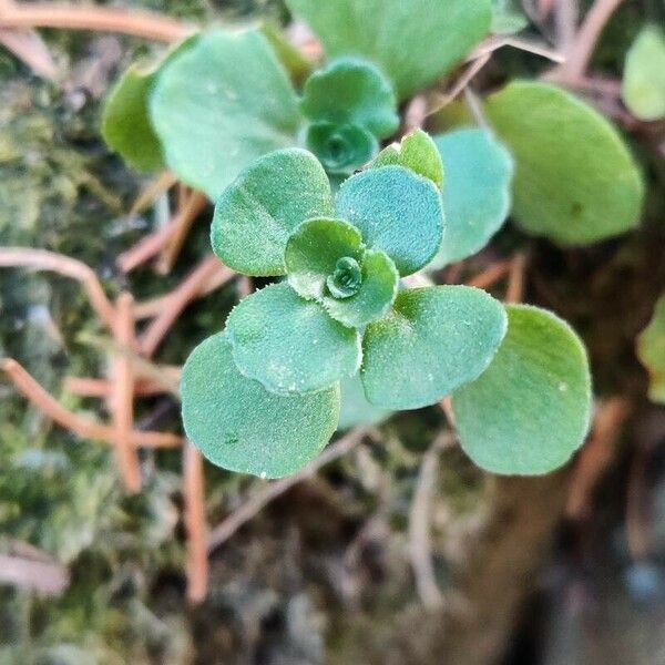 Sedum ternatum পাতা