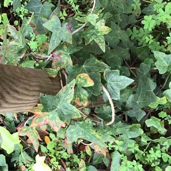 Hedera canariensis Lapas