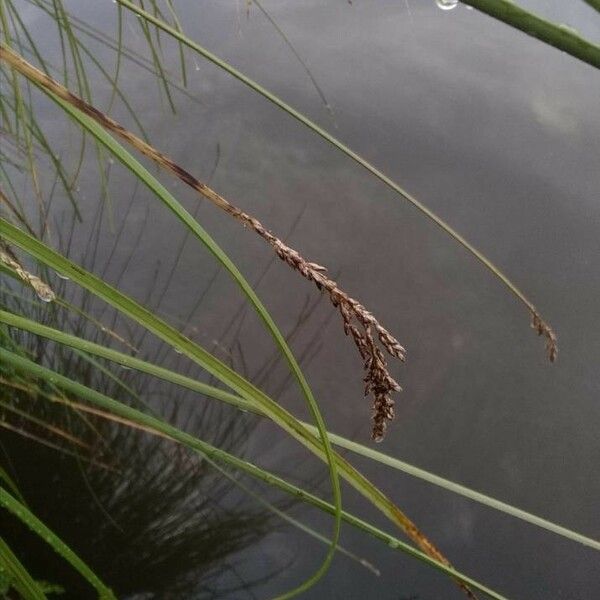 Carex paniculata 花