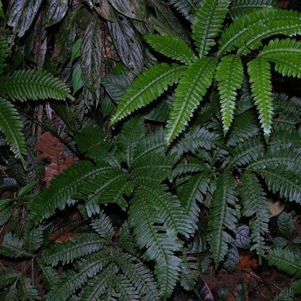 Pteris pungens (Sharp brake)