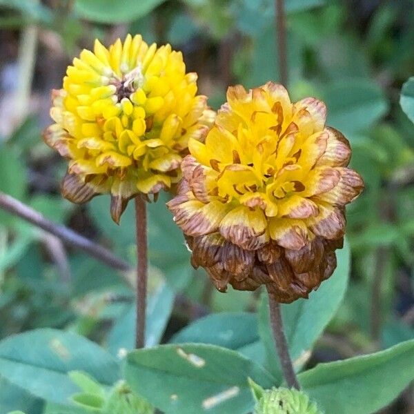 Trifolium badium 花