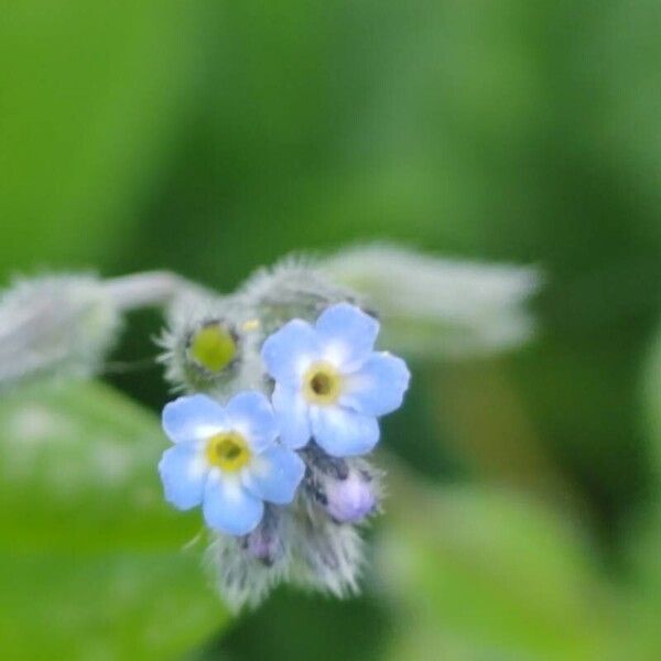 Myosotis ramosissima Цвят