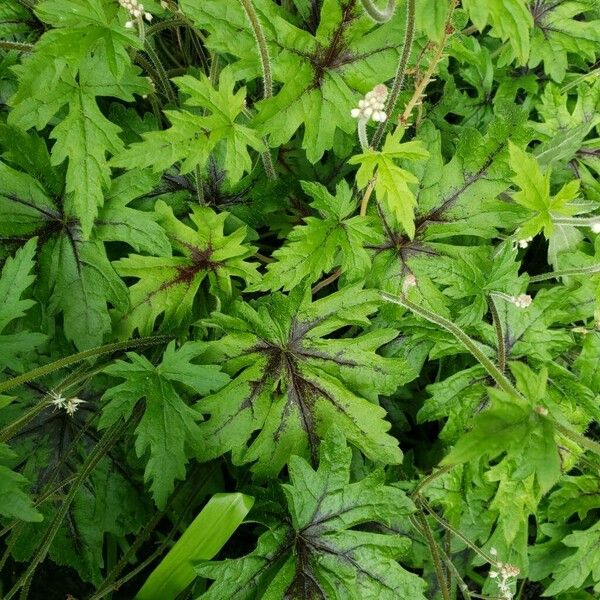 Tiarella cordifolia Folla