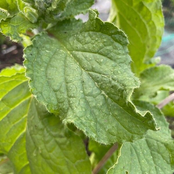 Borago officinalis Feuille