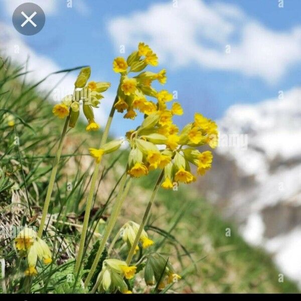 Primula veris Fiore