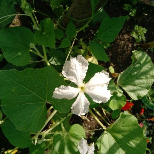 Lagenaria siceraria Flower