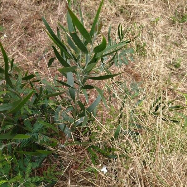 Acacia melanoxylon Levél