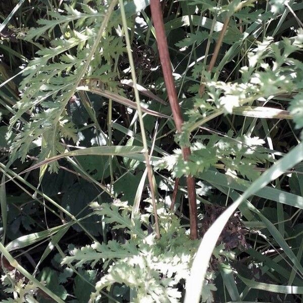 Tanacetum vulgare Escorça