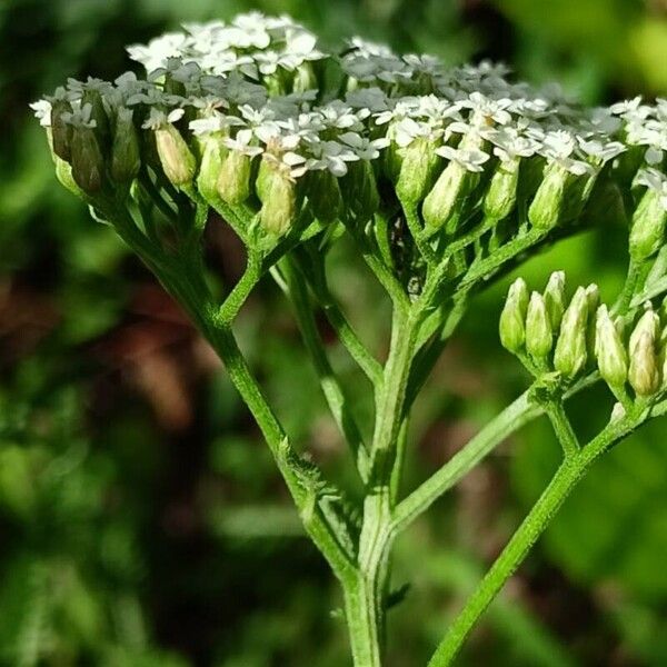 Achillea setacea 花