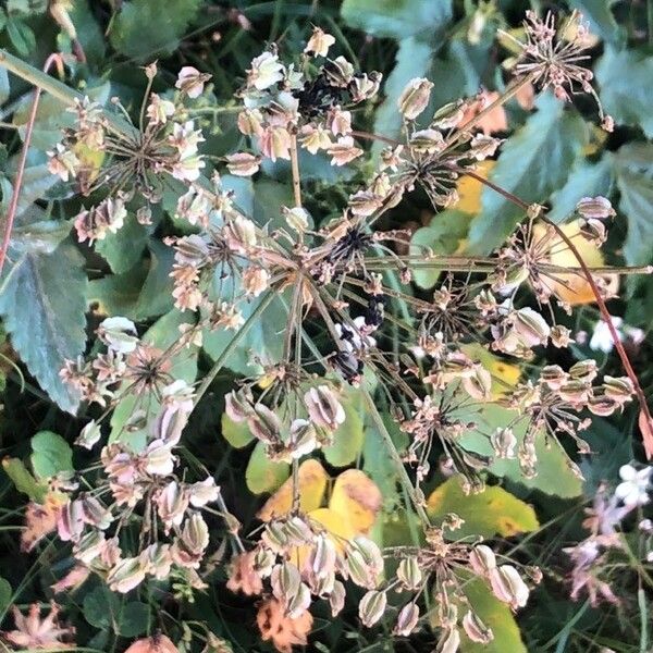 Laserpitium latifolium Ovoce