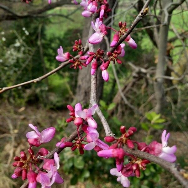 Cercis canadensis Õis