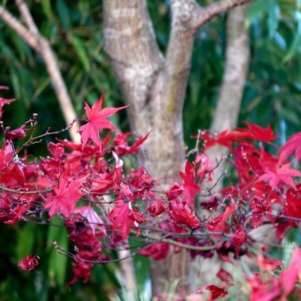 Acer palmatum Feuille