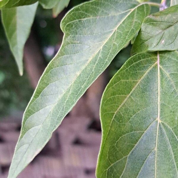 Acer negundo Hoja