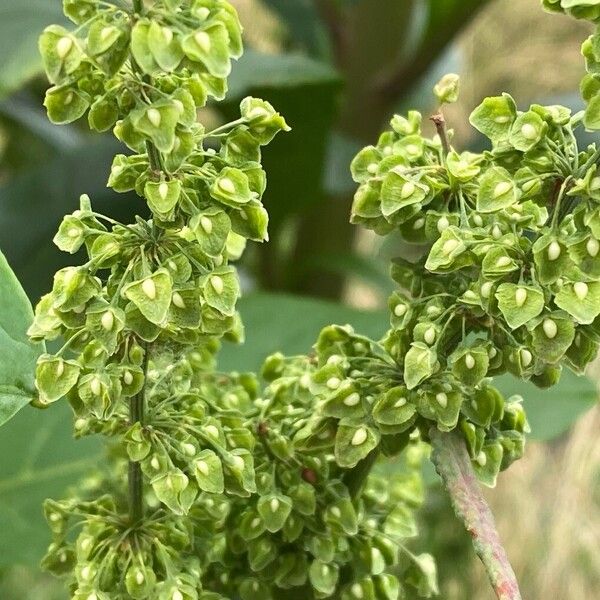 Rumex longifolius Фрукт