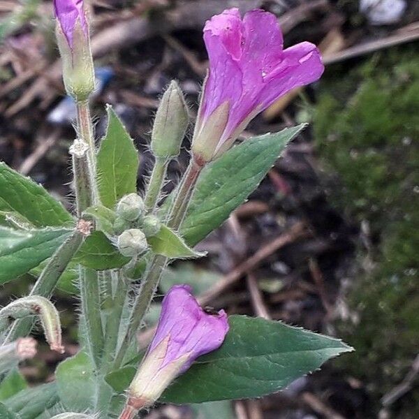 Epilobium hirsutum Flower