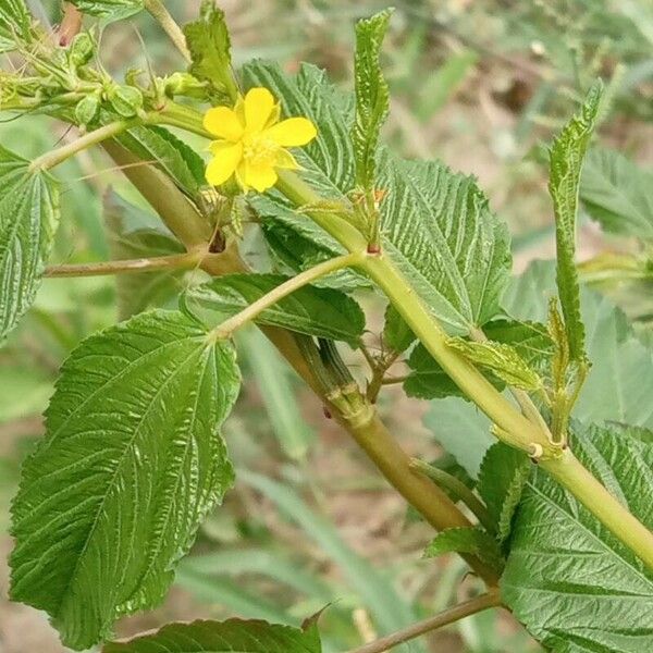 Corchorus olitorius Лист