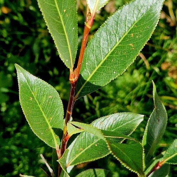 Salix pentandra Φύλλο