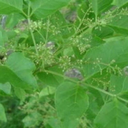 Fraxinus mandshurica Leaf