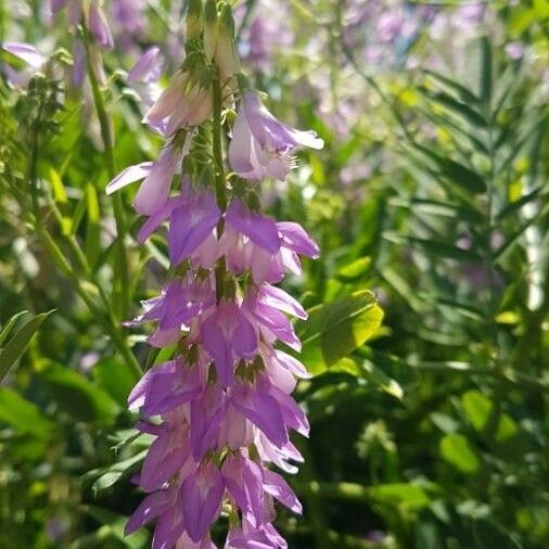 Galega officinalis Flower