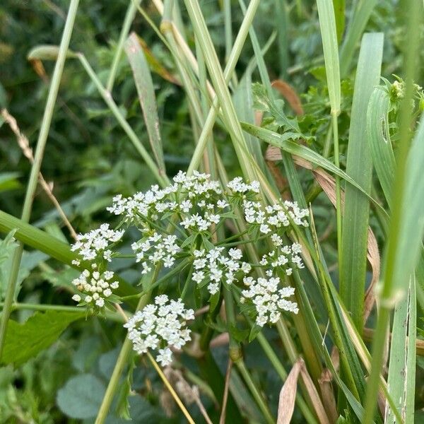 Berula erecta Λουλούδι