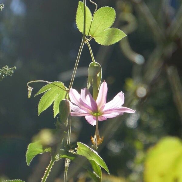 Passiflora tripartita Kvet