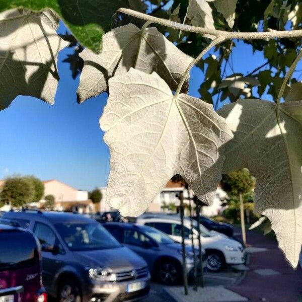 Populus alba Folha