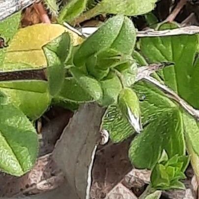 Cerastium semidecandrum Flors