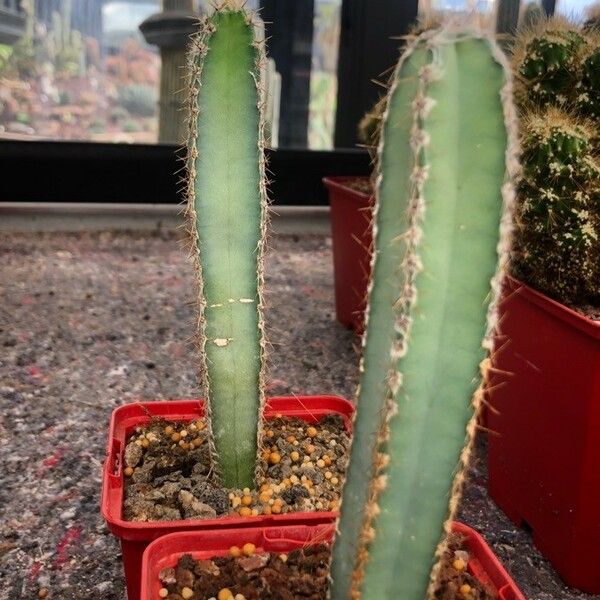 Cereus hildmannianus Fulla