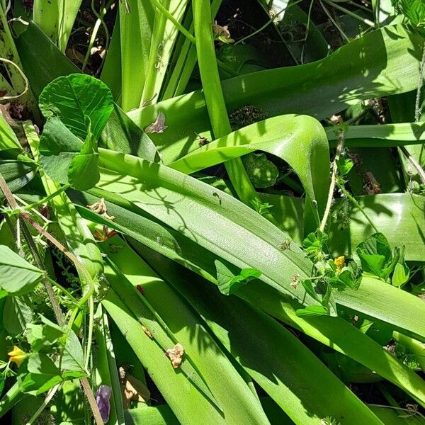 Scilla peruviana Blad