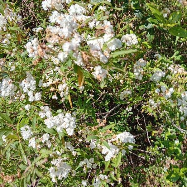 Spiraea cantoniensis Květ