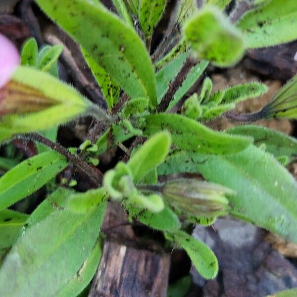 Calibrachoa parviflora Leht