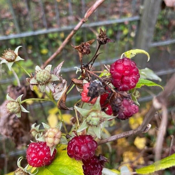 Rubus idaeus Фрукт