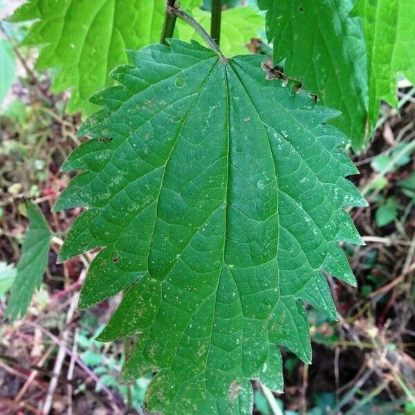 Urtica dioica Blad