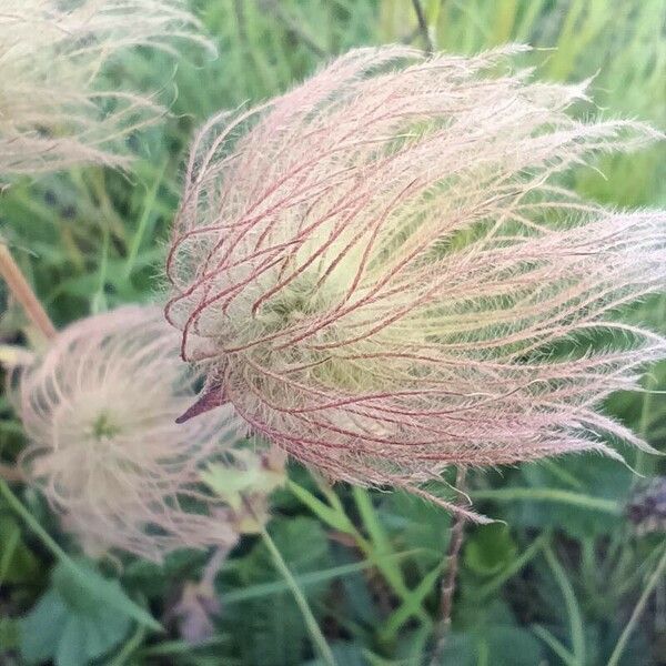 Geum montanum Fruitua