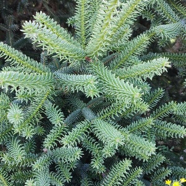 Abies numidica 葉