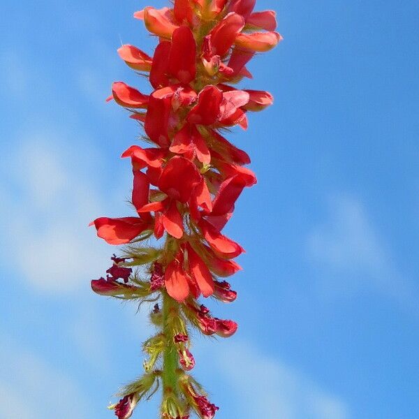 Indigofera hirsuta Flors