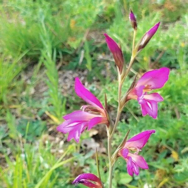 Gladiolus italicus Flor