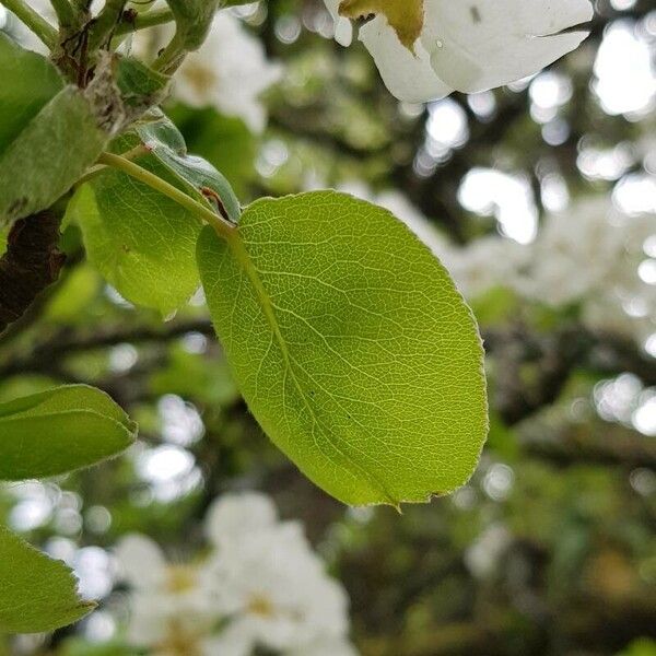 Pyrus communis Folha