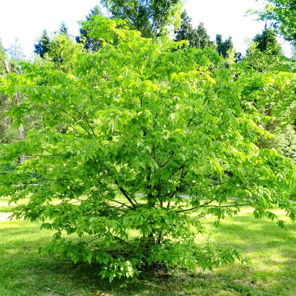 Carpinus caroliniana Pokrój