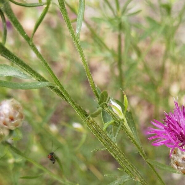 Centaurea deusta Övriga