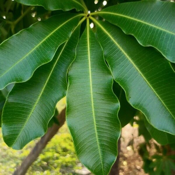 Alstonia scholaris Levél