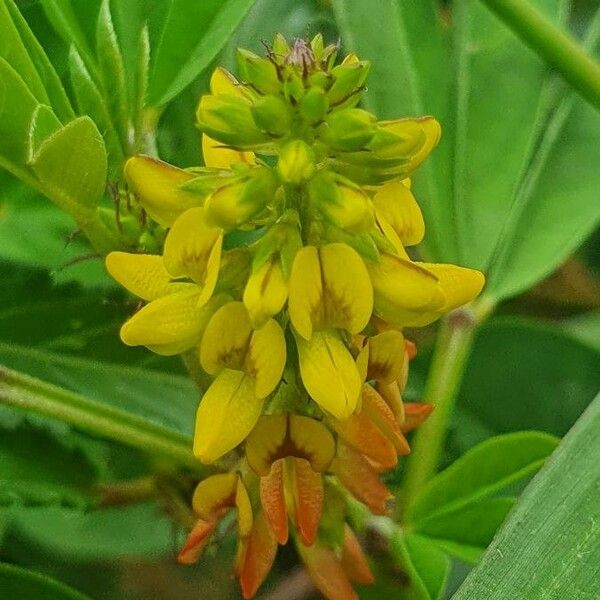 Crotalaria pycnostachya 花