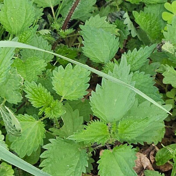 Urtica urens Blad