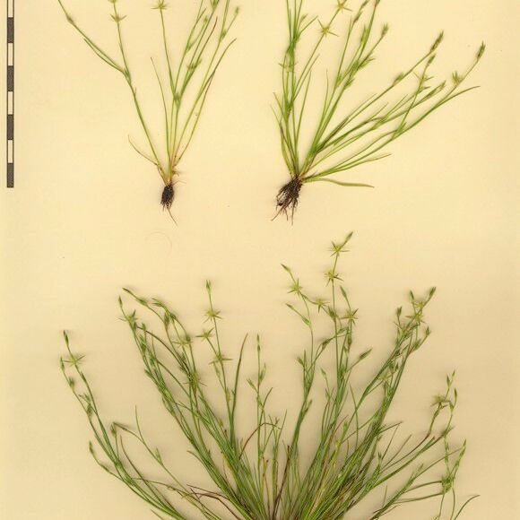 Juncus bufonius Outro